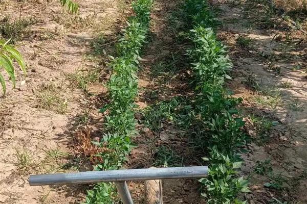 辣椒病害怎么防治，防治疫病可喷施百菌清等药物