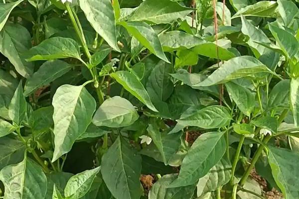 辣椒病害怎么防治，防治疫病可喷施百菌清等药物