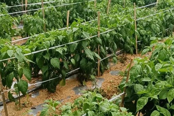 辣椒病害怎么防治，防治疫病可喷施百菌清等药物