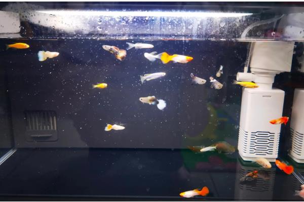 怎么才算爆氧,就是把氧气泵的功率开到最大