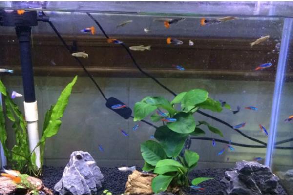 怎么才算爆氧,就是把氧气泵的功率开到最大