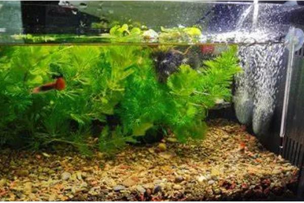 怎么才算爆氧,就是把氧气泵的功率开到最大