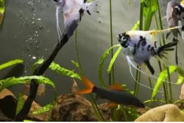 怎么才算爆氧,就是把氧气泵的功率开到最大