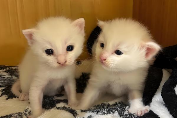 幼龄猫咪什么时候发腮,一般在3-5月龄开始发腮