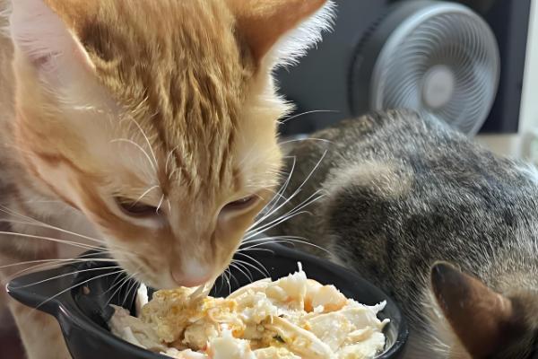 幼龄猫咪什么时候发腮,一般在3-5月龄开始发腮