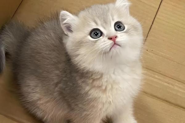 幼龄猫咪什么时候发腮,一般在3-5月龄开始发腮