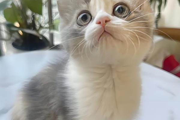 幼龄猫咪什么时候发腮,一般在3-5月龄开始发腮