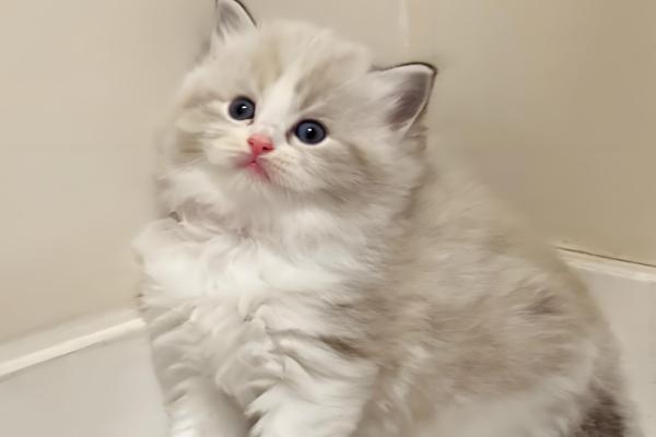 幼龄猫咪什么时候发腮,一般在3-5月龄开始发腮