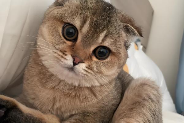 幼龄猫咪什么时候发腮,一般在3-5月龄开始发腮