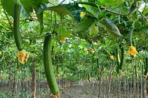 丝瓜发育不良怎么处理，一定要遮光防晒