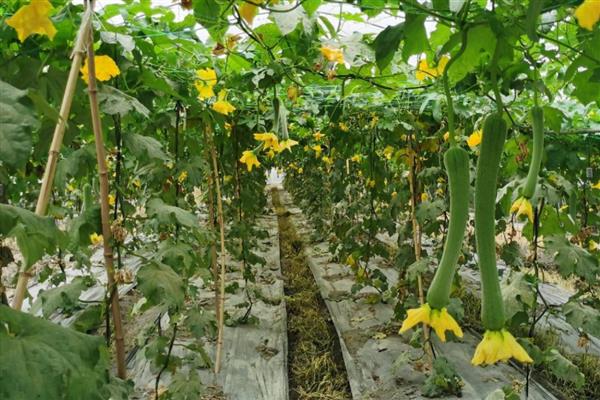 丝瓜发育不良怎么处理，一定要遮光防晒
