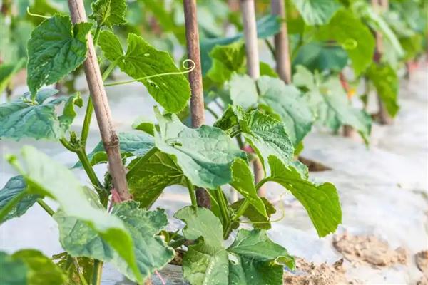 丝瓜发育不良怎么处理，一定要遮光防晒