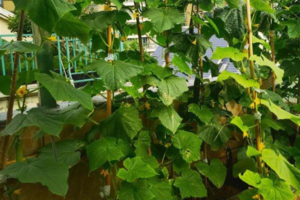 丝瓜发育不良怎么处理，一定要遮光防晒