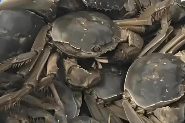 河蟹的存活时间,寿命多为2年左右