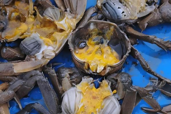 河蟹的存活时间,寿命多为2年左右