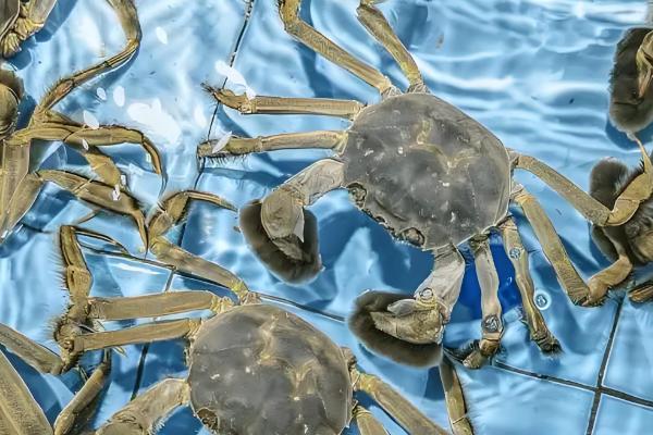 河蟹的存活时间,寿命多为2年左右