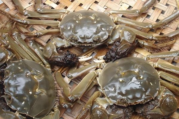 河蟹的存活时间,寿命多为2年左右