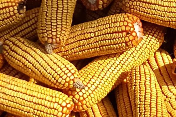 胜美999玉米种的特征特性，在不同玉米组中的熟期有区别