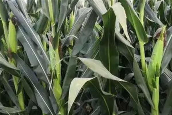 胜美999玉米种的特征特性，在不同玉米组中的熟期有区别