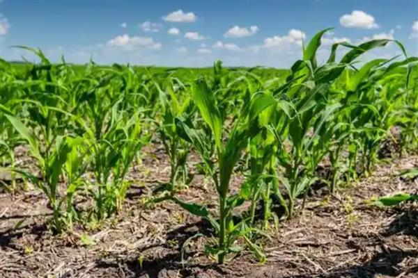 胜美999玉米种的特征特性，在不同玉米组中的熟期有区别