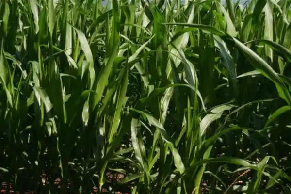 胜美999玉米种的特征特性，在不同玉米组中的熟期有区别