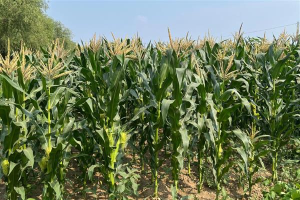 胜美999玉米种的特征特性，在不同玉米组中的熟期有区别