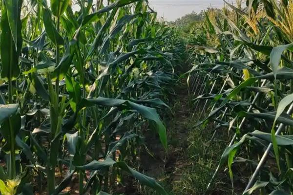 胜美999玉米种的特征特性，在不同玉米组中的熟期有区别