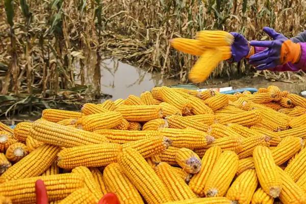 胜美999玉米种的特征特性，在不同玉米组中的熟期有区别