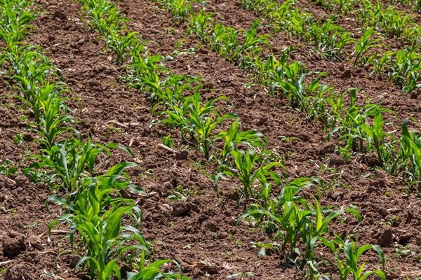 胜美999玉米种的特征特性，在不同玉米组中的熟期有区别