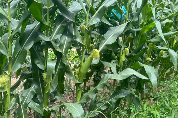 胜美999玉米种的特征特性，在不同玉米组中的熟期有区别