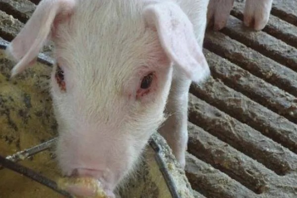 引起猪泪斑的原因，主要是猪舍环境不当