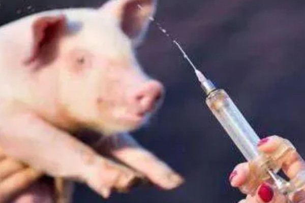 引起猪泪斑的原因，主要是猪舍环境不当