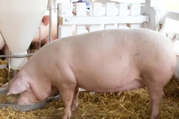 引起猪泪斑的原因，主要是猪舍环境不当