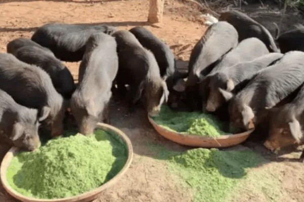 引起猪泪斑的原因，主要是猪舍环境不当