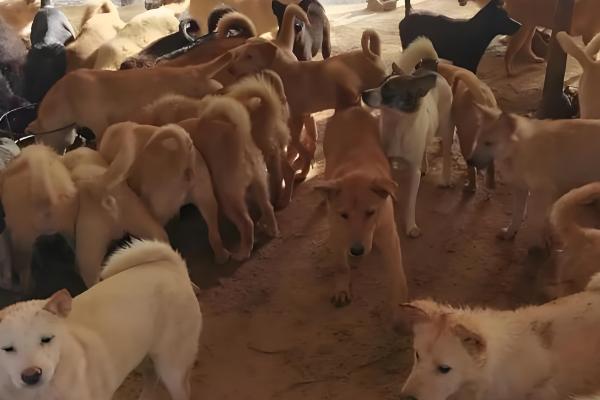 怎么建设狗养殖基地，要将养殖基地与外界隔离