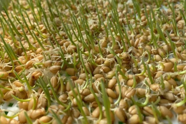 小麦种子的子叶数量，只有1片属于单子叶植物