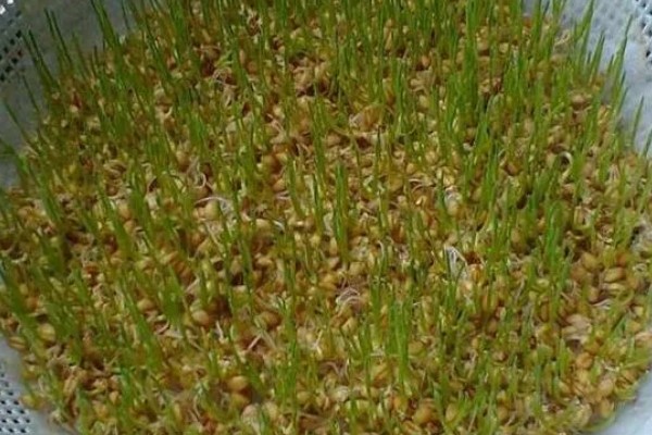 小麦种子的子叶数量，只有1片属于单子叶植物