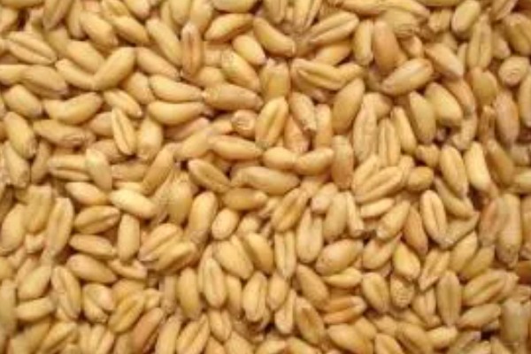 小麦种子的子叶数量，只有1片属于单子叶植物