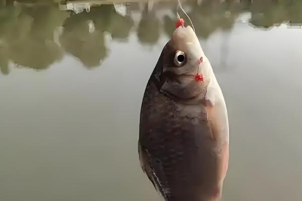 钓鲫鱼最深钓多少米,最深可钓5-6米