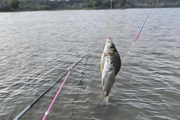 钓鲫鱼最深钓多少米,最深可钓5-6米