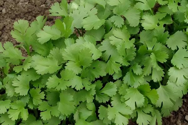 10月份种香菜算晚吗，种植后可缩短生长周期