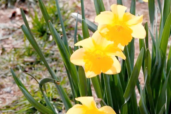 黄水仙的花语，寓意神秘