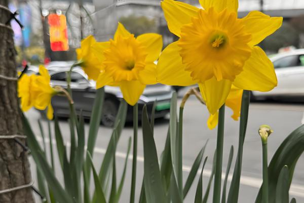 黄水仙的花语，寓意神秘