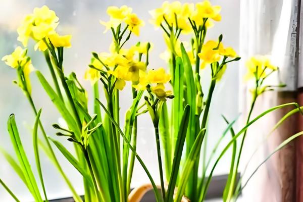 黄水仙的花语，寓意神秘