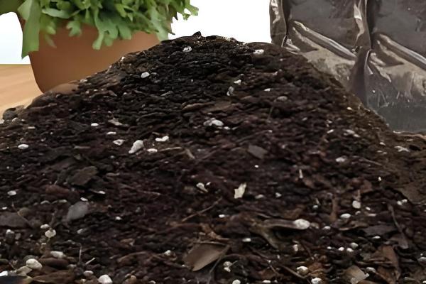 怎么养殖芹叶牡丹，春夏季节每周浇水4-5次