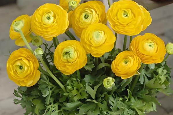 怎么养殖芹叶牡丹，春夏季节每周浇水4-5次