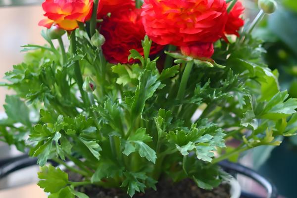 怎么养殖芹叶牡丹，春夏季节每周浇水4-5次