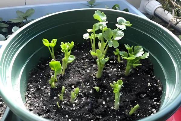 怎么养殖芹叶牡丹，春夏季节每周浇水4-5次