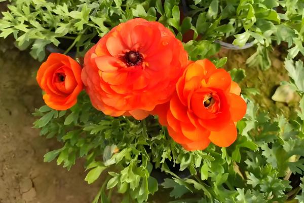 怎么养殖芹叶牡丹，春夏季节每周浇水4-5次