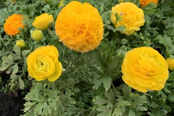 怎么养殖芹叶牡丹，春夏季节每周浇水4-5次